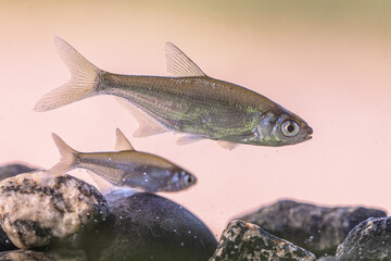Bleak or Common Bleak Freshwater Fish