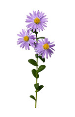 Lilac flower of European Michaelmas daisy (Aster amellus) isolated on a white background. Bright flower on a stem with dark green leaves. Design element for creating collages, cards, invitations.