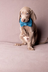 Elegant Weimaraner Puppy with Blue Bow Tie – Studio Portrait