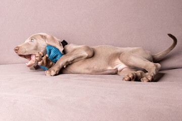 Elegant Weimaraner Puppy with Blue Bow Tie – Studio Portrait