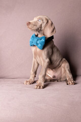 Elegant Weimaraner Puppy with Blue Bow Tie – Studio Portrait