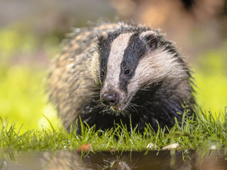 European badger foraging at night