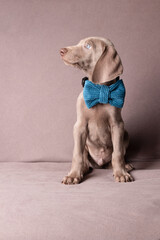Elegant Weimaraner Puppy with Blue Bow Tie – Studio Portrait