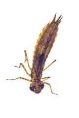 Larvae of Emperor dragonfly