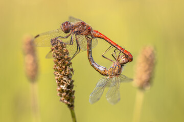 Ruddy Darter Dragonfly Copula