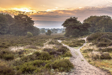 Sunrise over flowering heathland Dwingelderveld Netherlands