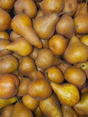 Close-up of many Kaiser pears (Pyrus communis)