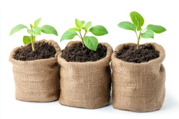 Small plants in burlap sacks, against white background