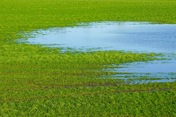Partially flooded green agricultural grainfield in early spring, Latvia, Europe