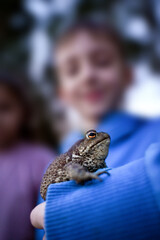 A toad or a frog in the hands of children