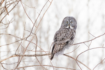The great grey owl (Strix nebulosa) in winter
