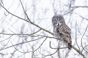 The great grey owl (Strix nebulosa) in winter