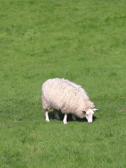 A lone sheep peacefully grazing in lush green grass in a field. England, UK