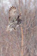 The great grey owl (Strix nebulosa) in winter