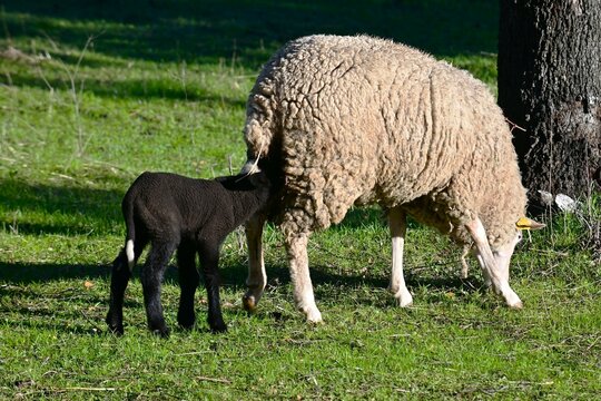 corderito negro mamando