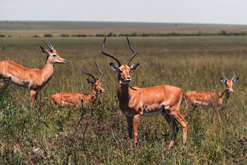 impala in the savannah