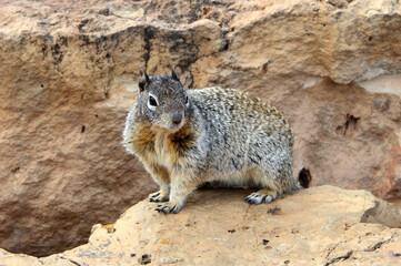 Cute Animal Near Grand Canyon