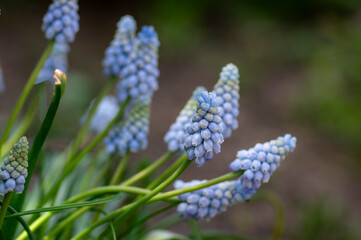 Muscari armeniacum Valerie Finnis ornamental springtime flowers in bloom, Armenian grape hyacinth light blue flowering plants
