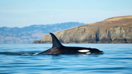 Fototapeta premium Orca swimming in calm waters near a rocky shoreline during World Wildlife Day awareness