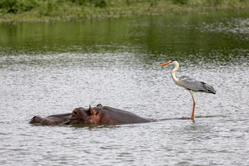 Fototapeta premium Braam Collins - Copyright
