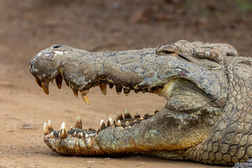 Braam Collins - Copyright