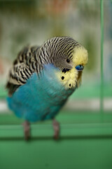 A budgie parakeet parrot sitting in the cage