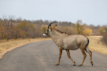 Braam Collins - Copyright