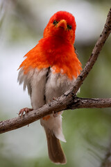 Braam Collins - Copyright