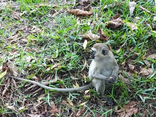 Curious Vervet Monkey in the Wild – Playful Primate of Africa