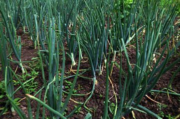 Obraz premium Green onions growing in the garden. spring vegetables. Organic food.