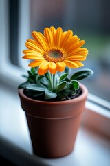 Fototapeta premium A vibrant calendula flower blooms in a terracotta pot, placed on a windowsill with soft natural light illuminating the scene