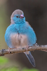 Braam Collins - Copyright