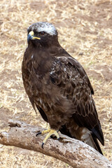 Braam Collins - Copyright