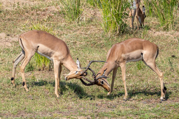 Braam Collins - Copyright