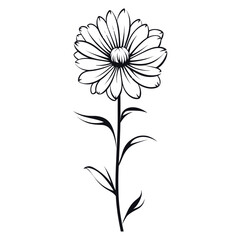 Aster art illustration drawing vector