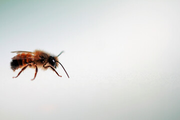 wild bee on bright background