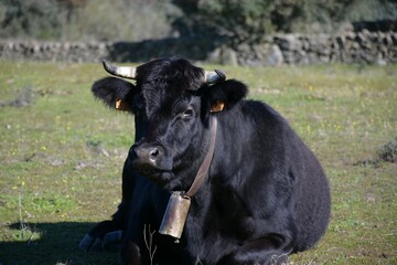 vaca negra tumbada con cencerro