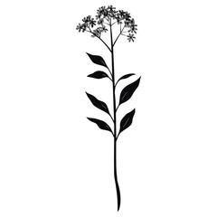 Fototapeta premium Wild flower Cow Cress illustration silhouette minimalist vector