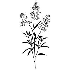 Fototapeta premium Wild flower Hemlock illustration silhouette minimalist vector