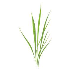 Fototapeta premium Flat vector of wild grass leaf illustration plant vector