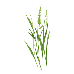 Naklejka premium Flat vector of wild grass illustration plant green vector