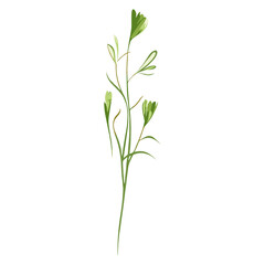 Fototapeta premium Flat vector of wild grass illustration plant green vector