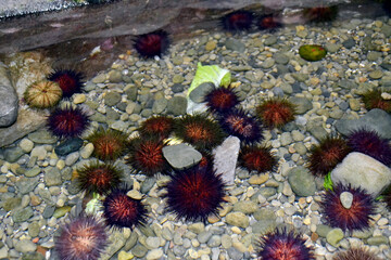 Obraz premium Marine life in the cantabrian sea: sea urchins and rocky shore in Spain