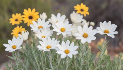 Obraz premium Field of White and Yellow Daisies in Bright Sunlight, Creating a Cheerful and Vibrant Atmosphere