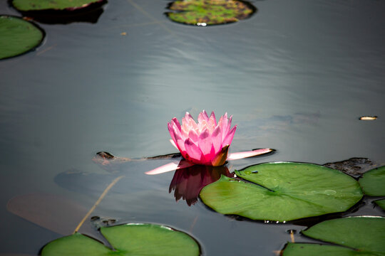 Ninfeia rosa. Flor aqu&aacute;tica.	