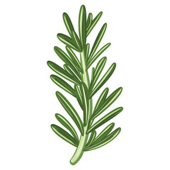 Fototapeta premium Green rosemary leaf leaves illustration herbs vector