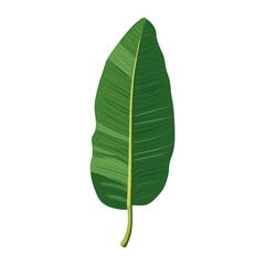 Green oblong leaf illustration botanical tropical vector