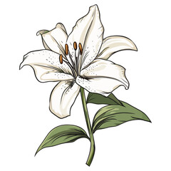 White lily sticker vector illustration flower chandelier vector