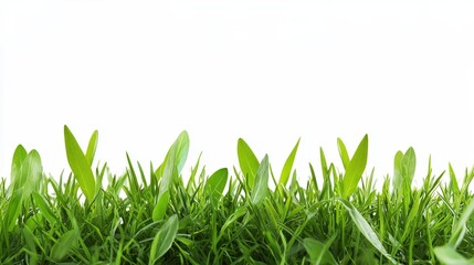 Fototapeta premium Lush green grass growth natural environment close-up imagery vibrant landscape fresh perspective nature's beauty