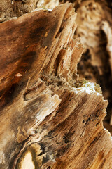 Textured scrap of old wood